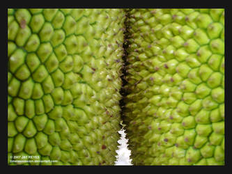 jack fruit 2