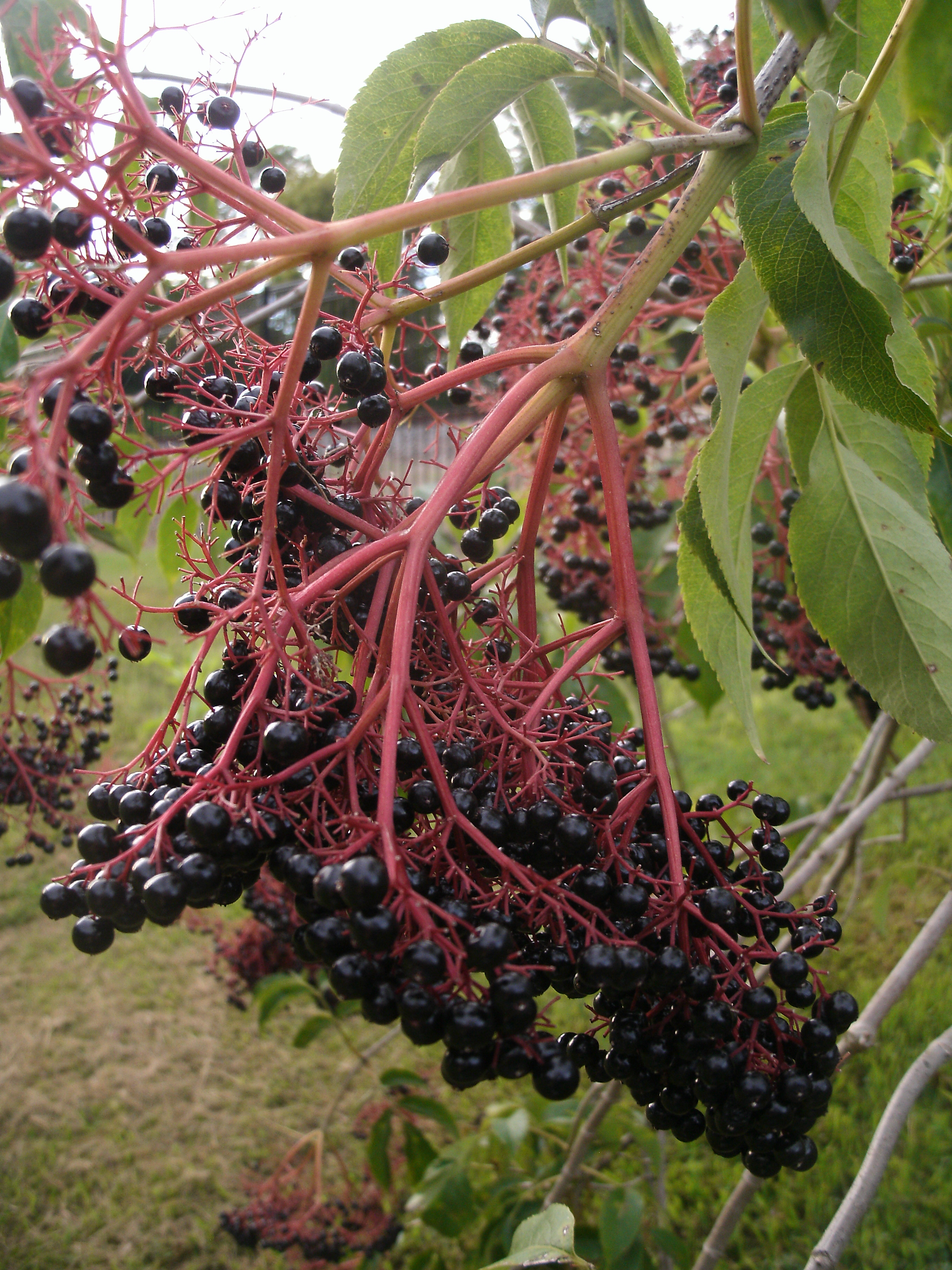 Berry Stems