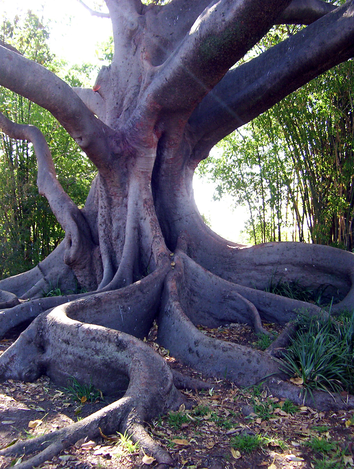 Fig tree