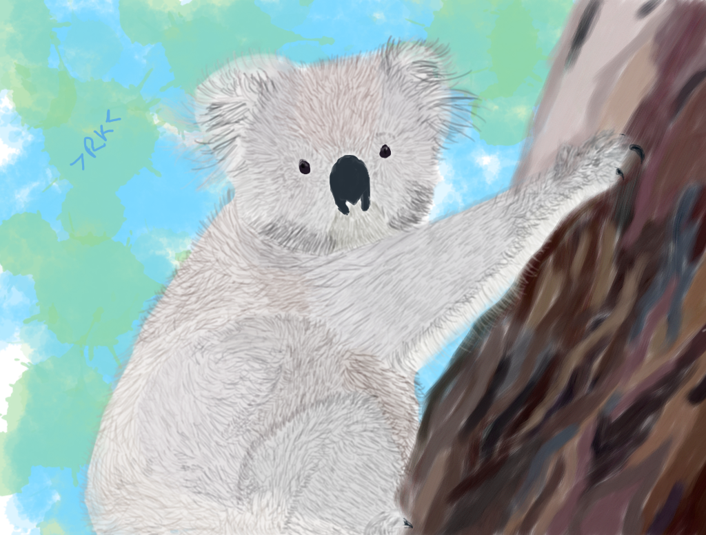 Koala