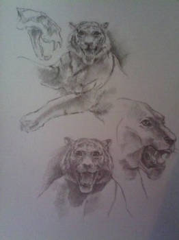 Sketches made in a zoological museum. Tiger.