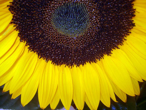 Sunflowers in The Dark