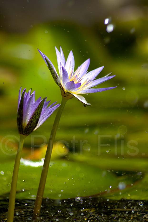 foutaine flower