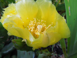 Prickly Pear Cactus Flower