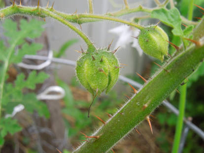 Prickly Garden Berry