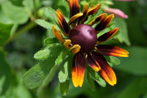 Gloriosa Daisy