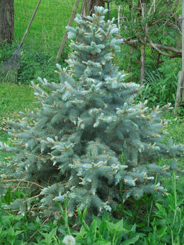 Baby Blue Spruce