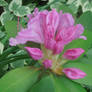 Pink Rhodie