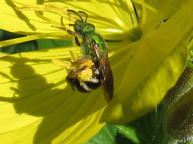 Mason Bee