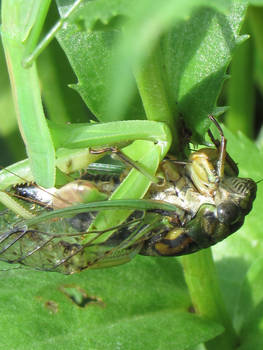 Cicada Killer