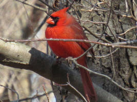 Mr. Cardinal