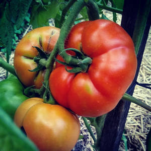 Mortgage Lifter Tomatoes