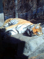 Tiger Photo 2010