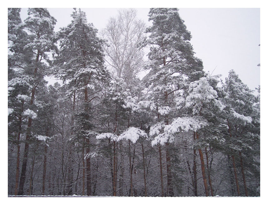 Snow And Trees 2