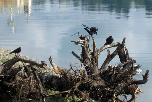 Crows on Driftwood