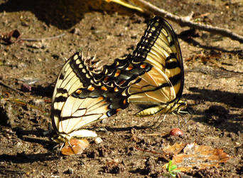 Yellow Butterflies