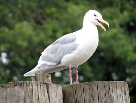 Sea Gull