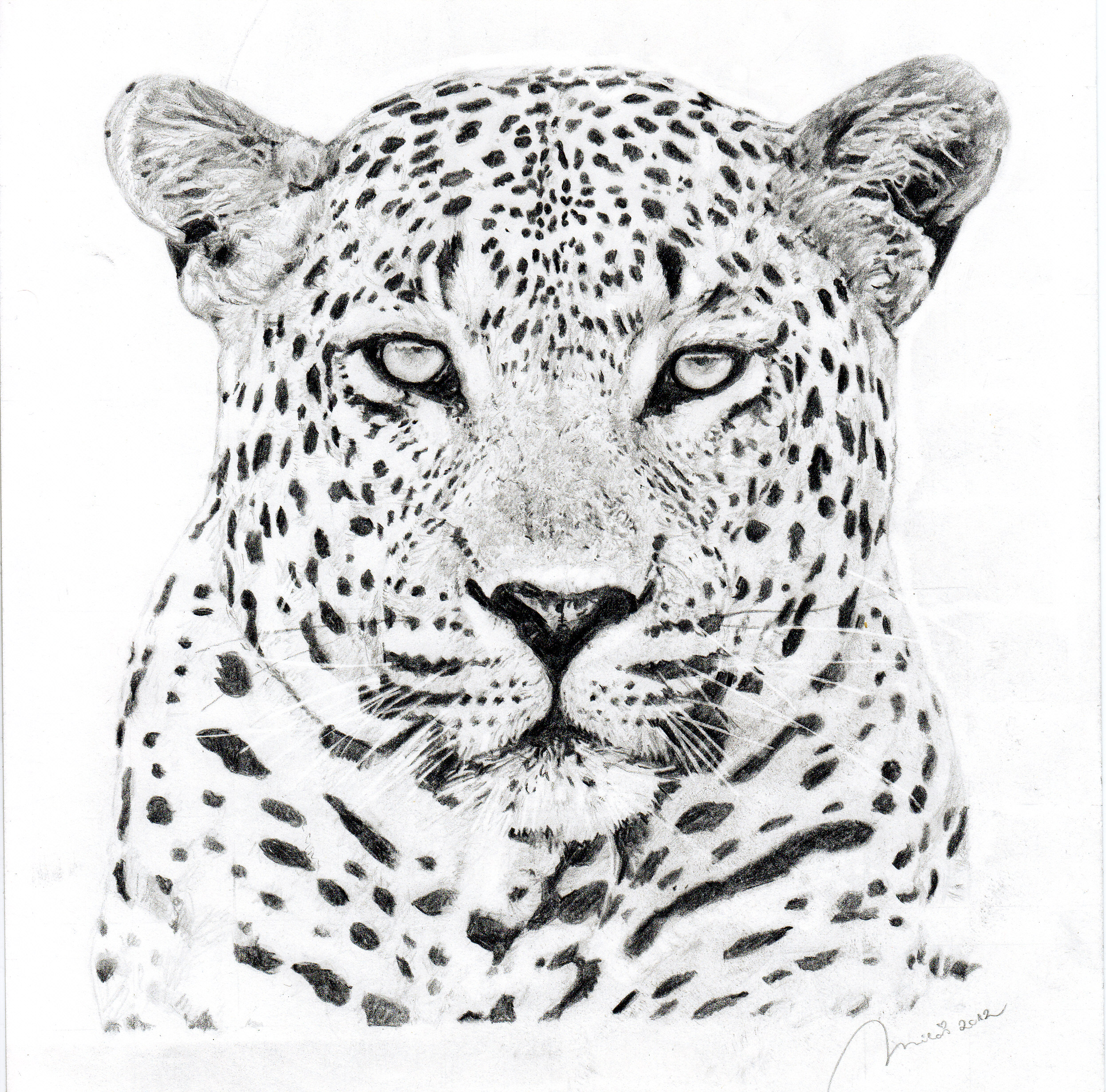 Leopard