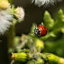 Ladybug Hug