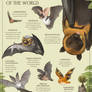 Bats of the World