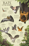 Bats of the World