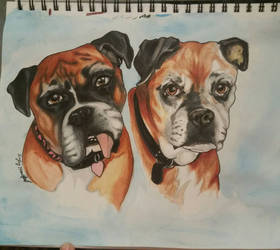 Boxer Portrait Commission 