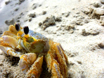 Crab at Outer Banks