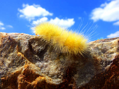 Bright Yellow Caterpillar