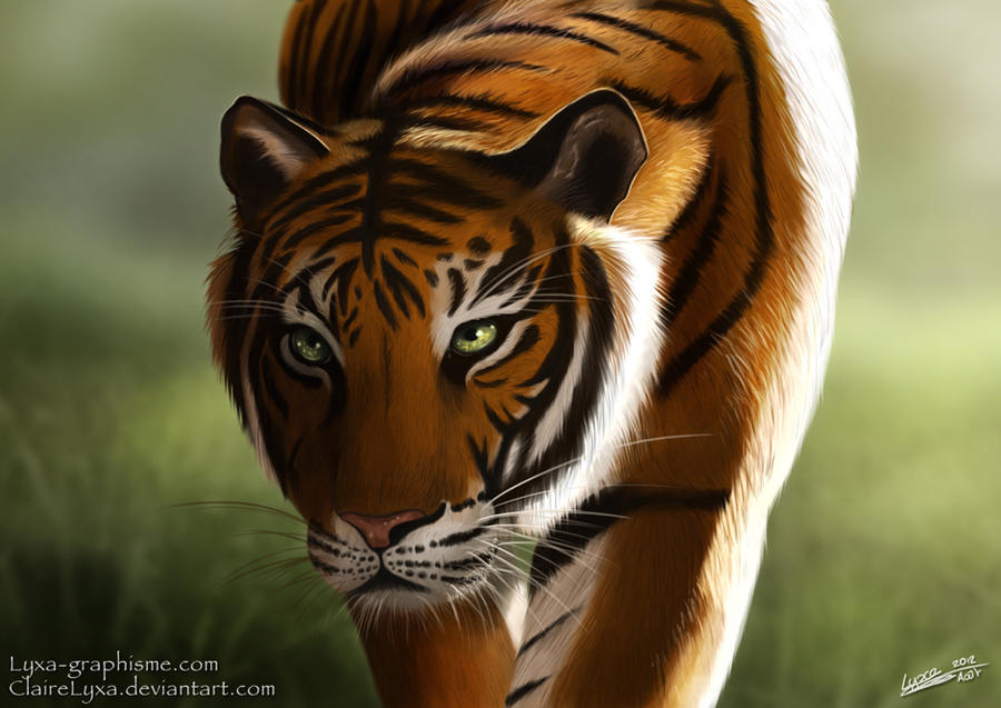 Tiger