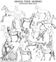 Akhal Teke - anatomy practice