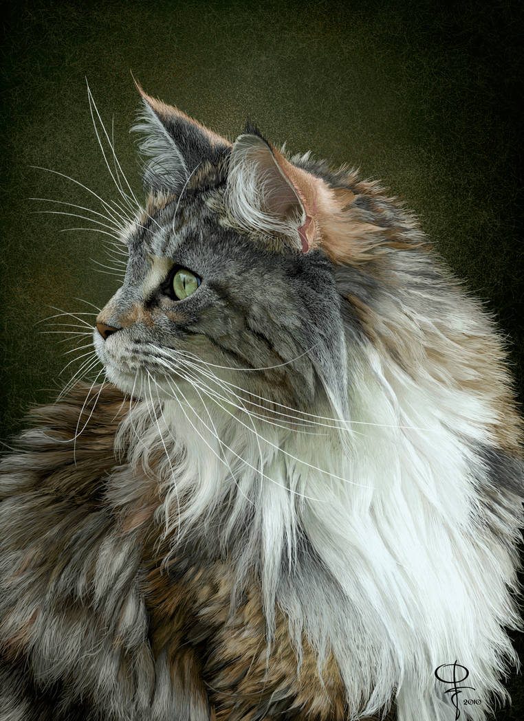 Maine Coon by Dom2691