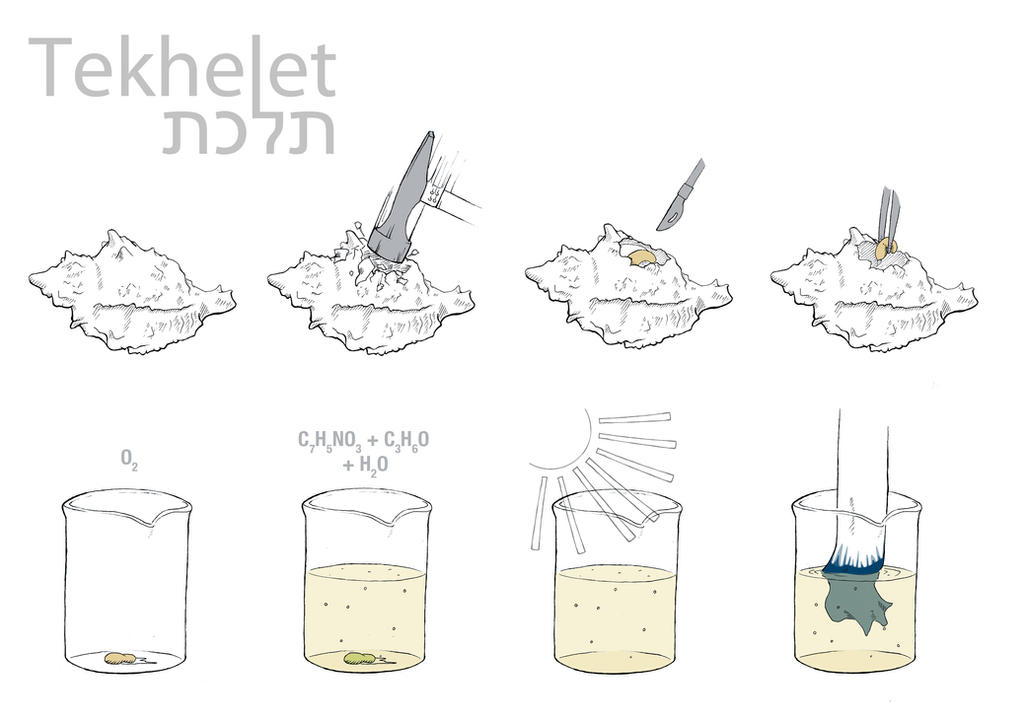 Techelet Shell Tekhelet process by sebastianmoll on DeviantArt