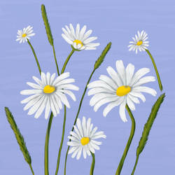 Daisies