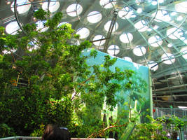 The Roof Of The Rainforest