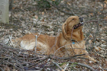 Basco im Wald 1