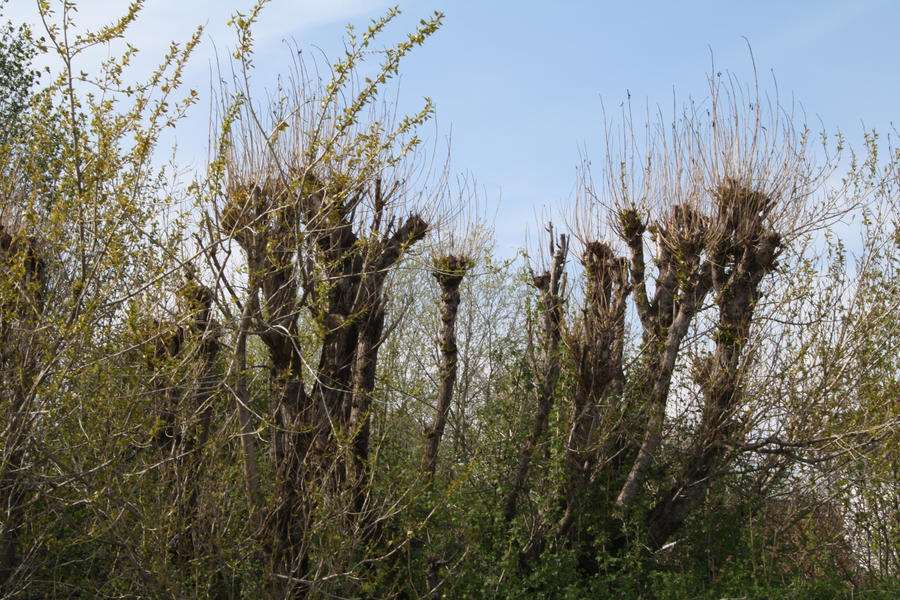 Awkward trees by TheBlueBastard on DeviantArt