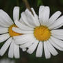 White flowers