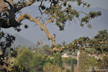 Lone Woodpecker