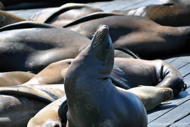 Seal Posturing