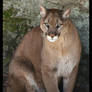 Cougar