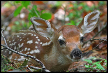 Fawn