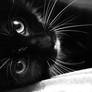 Cat Closeup BW 1