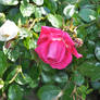 Pink castle rose