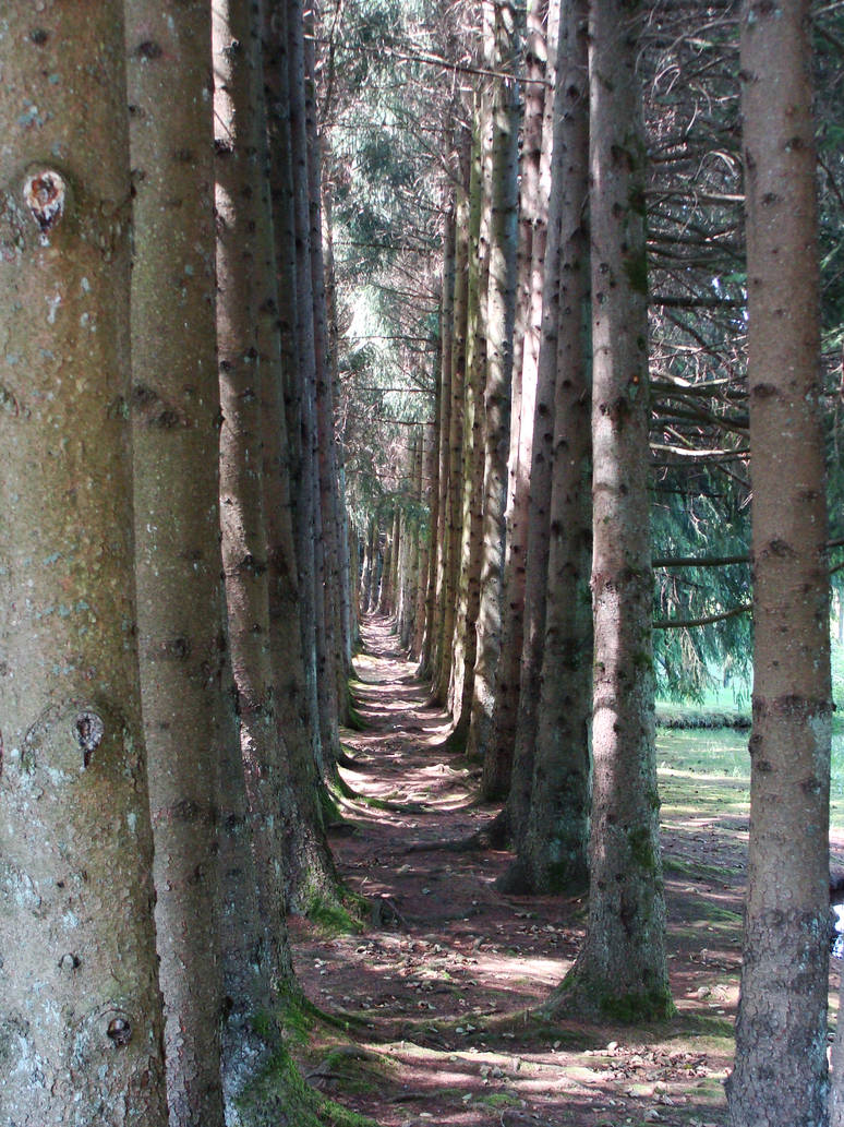 Infinite Tree Path Infinite trees by retrotaku89 on DeviantArt