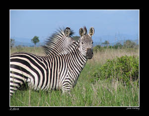 Zebras