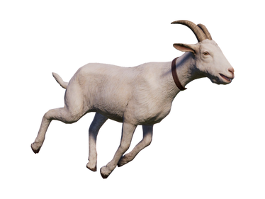 Goat