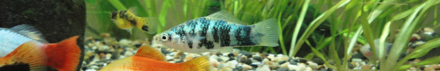 swordtail female