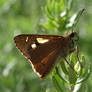 Tasmanian Skipper.