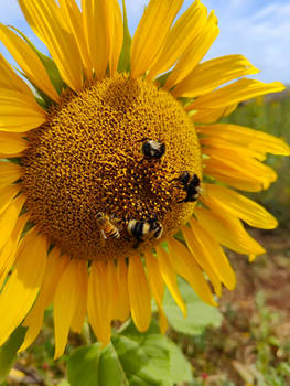 Bees on a sunflower.