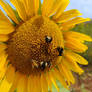 Bees on a sunflower.